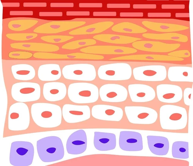 A colorful, abstract illustration of layered skin tissues with different cell types and structures.