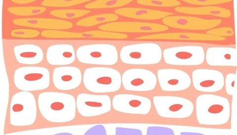 A colorful, abstract illustration of layered skin tissues with different cell types and structures.