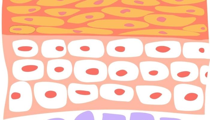 A colorful, abstract illustration of layered skin tissues with different cell types and structures.