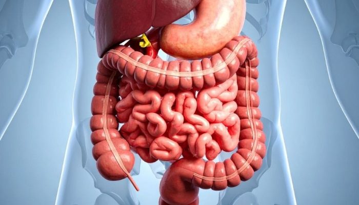 A gut with labeled organs including the liver, stomach, and intestines, shown in a medical illustrat.