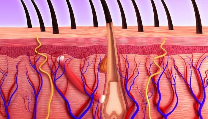 A detailed illustration of facial skin layers showing hair follicles, blood vessels, and nerves.