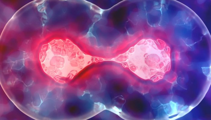 A pair of cells in the process of division, with pink and blue coloring, against a blurred backgroun.